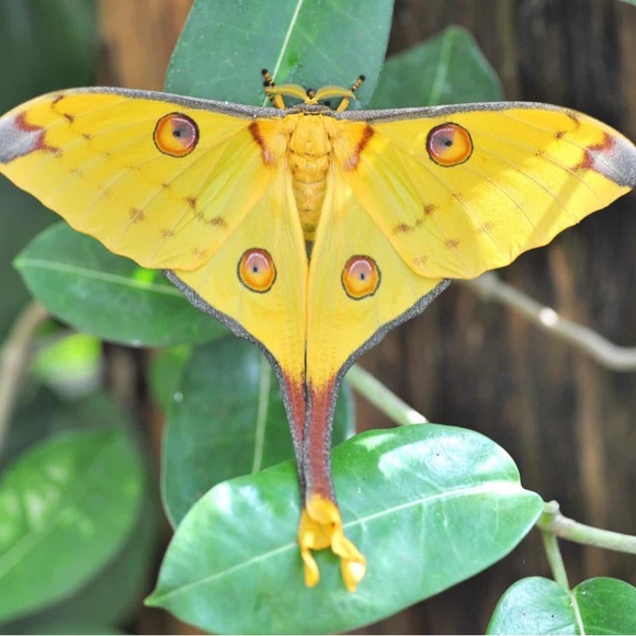 Moth crescent moon silver earrings - Picture 3 of 13